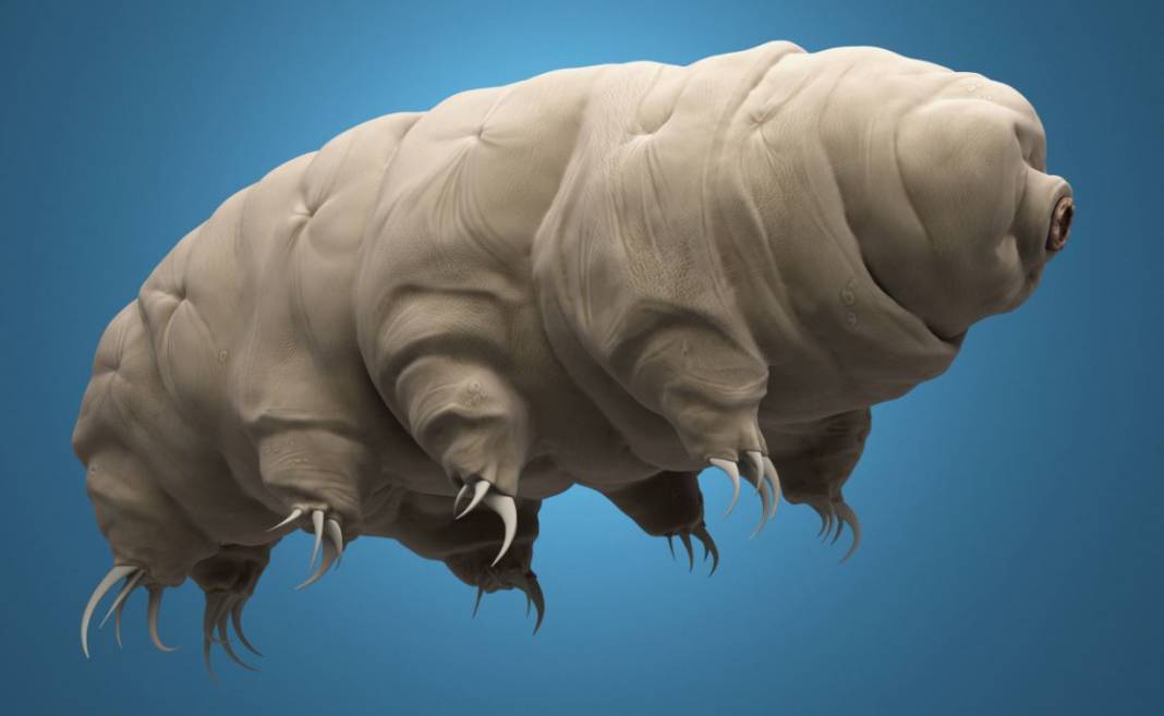 Tardigrad nedir? 2